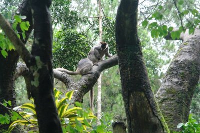 Taman Safari Indonesia