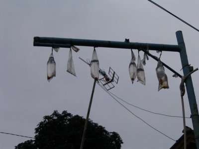 Cipanas local village - goldfish in bags