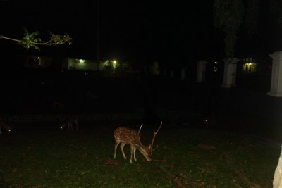 Bogor deer at night