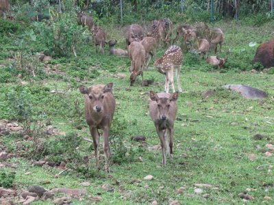 Bogor deer herd