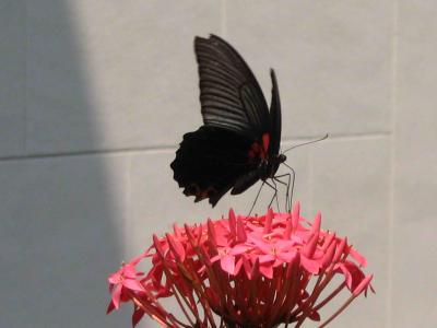 HKU butterfly