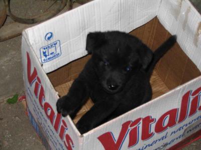 Fernando's - puppy in box outside