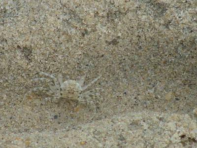 Repulse Bay-Mid-Autumn Festival - sand crab