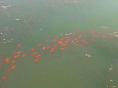 More schooling Koi, is this natural or just in China?