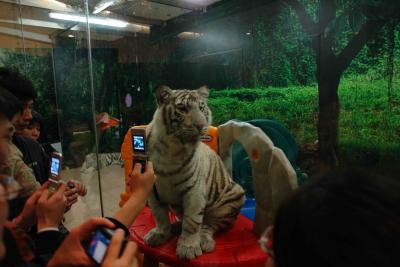 Macau Tower, Siberian Tigers