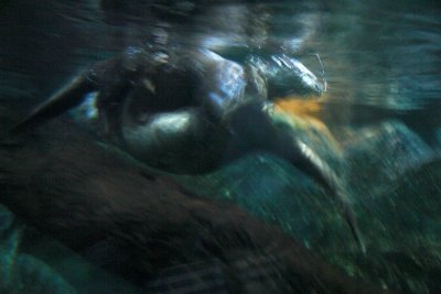 COEX Aquarium - Are the Otters spooning?