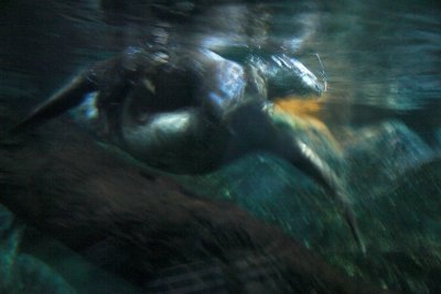 g3/57/305657/3/66745635.G8H4XhTN.jpg