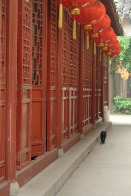 Fuzi Miao - temple kitty