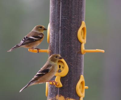 Goldfinch Breakfast
