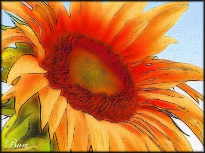 Hot Sunflower
