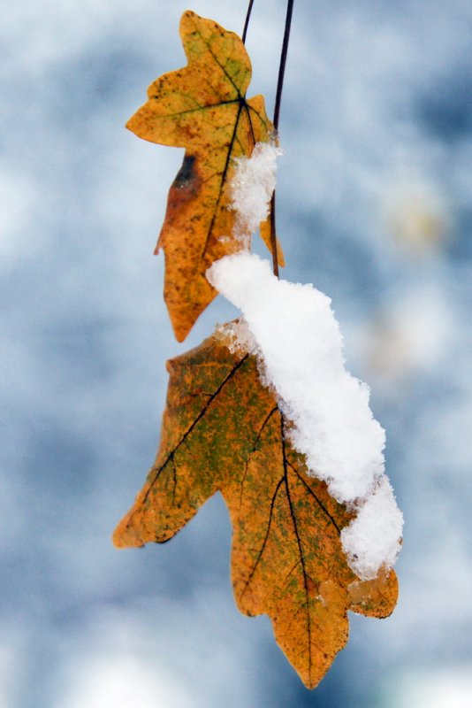 Snow leaf