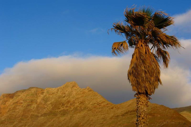Palm tree against Famara ridge