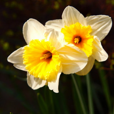 Twin daffodils
