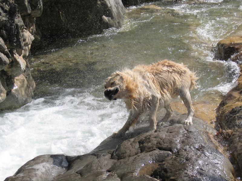 GOLDEN RETRIEVER BARCELONA