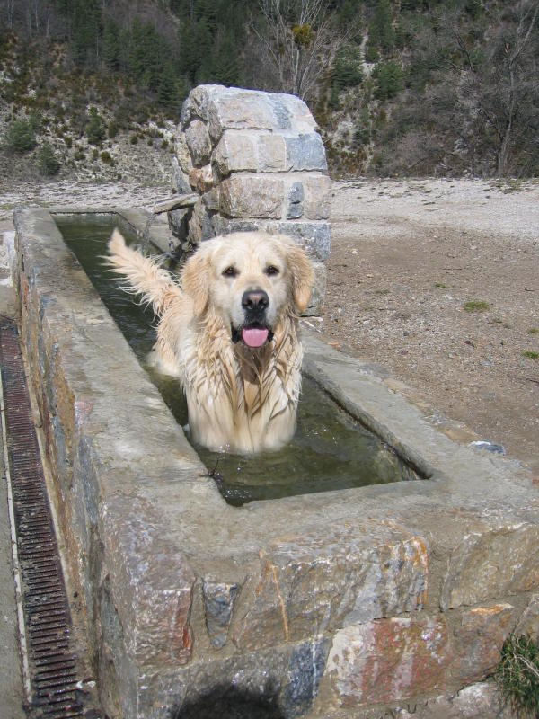 GOLDEN RETRIEVER BARCELONA