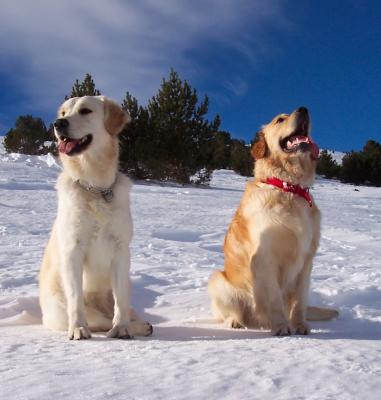 Goldens de Atrapasueos