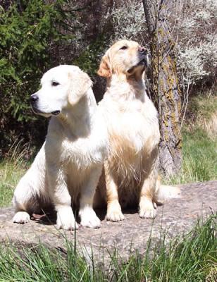 Goldens de Atrapasueos