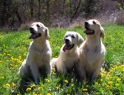 Goldens de Atrapasueos