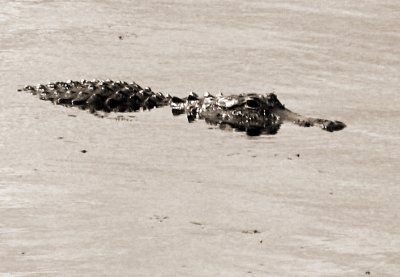 Aligator in Loxahatchee Marsh