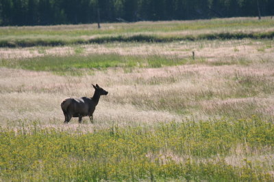 Elk in Yellowstone