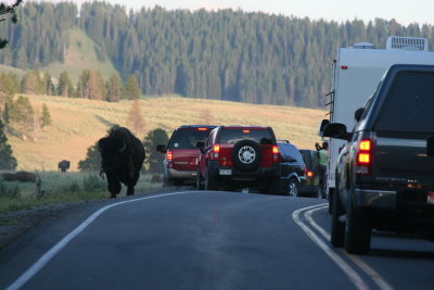 Bison jam