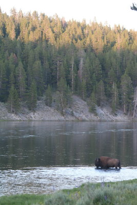 Why did the buffalo cross the river?