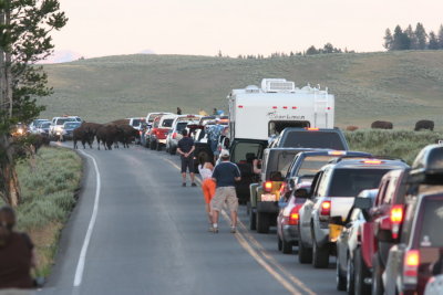 Buffalo Jam- I waited about 45 minutes