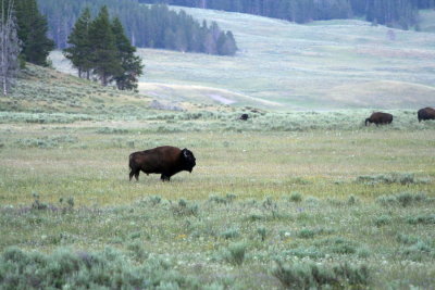 Home on the range...