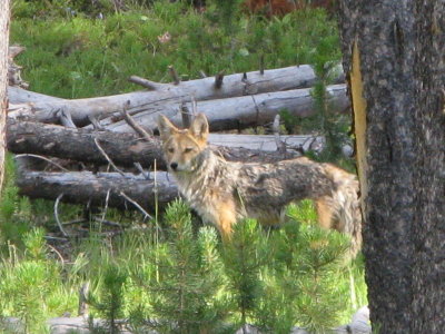 A wolf?  No, 'just' a coyote