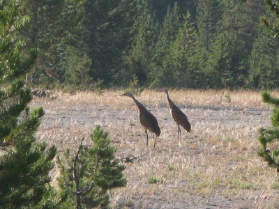 Sandhill cranes