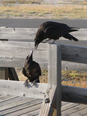 Ravens hanging out and chatting