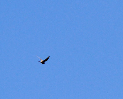 IMG_4559.jpg