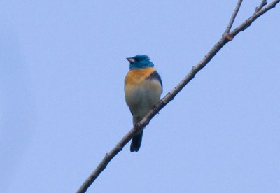 IMG_4630.jpg