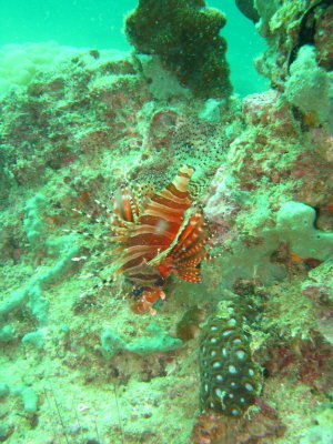 Thai_dive_012.JPG