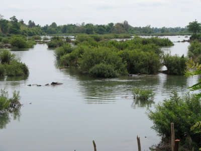 View from my porch- note the water buffalo swimming in the river!