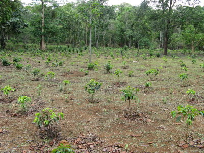 Young coffee plantation