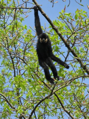 Two gibbons were living in the tree behind my guesthouse