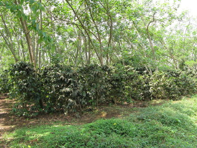 Shade grown coffe