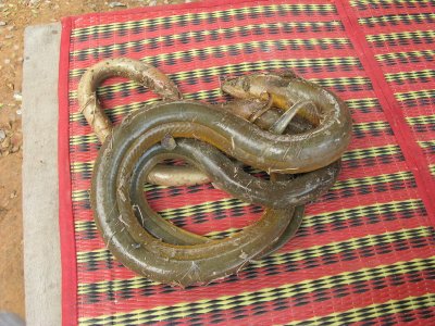 And fresh eels for the soup