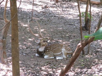 Sightseeing around the area- an asian deer