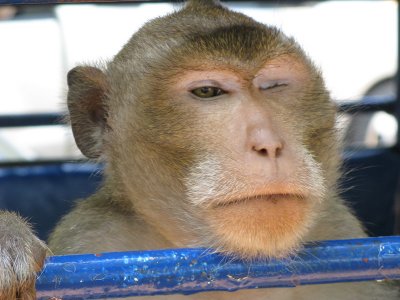 The local monkey park