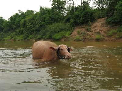 I took a side trip to a local protected area and did some hiking.  Water buffalo love water.