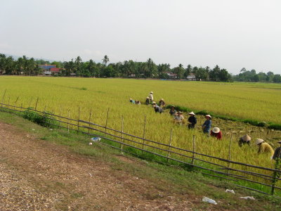 Cultivating rice the hard way- by hand, like it's been done here for generations