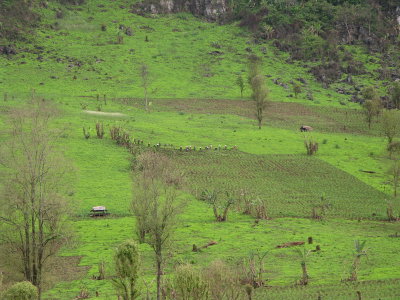 Farmers working the fields by hand- all of the farming is essentially slash and burn, and worked by hand
