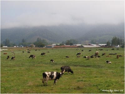 ONE OF MANY DAIRY FARMS