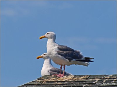 LOOKOUTS