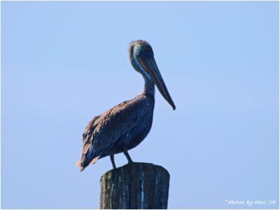 A BROWN PELICAN