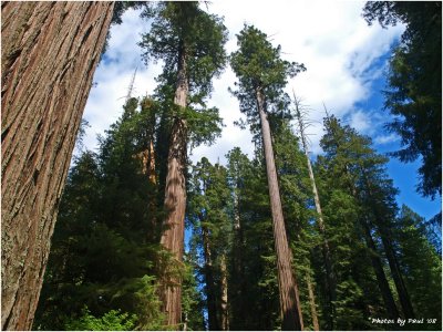CALIFORNIA REDWOOD FOREST