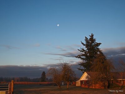 THE EARLY MORNING MOON