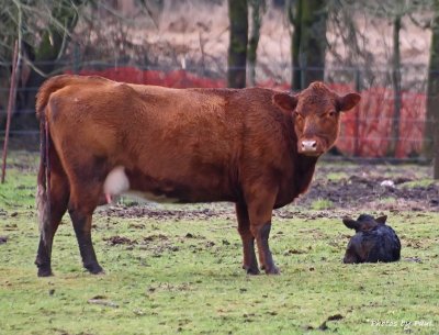 MOM IS STANDING OVER HER JUST BORN CALF . . .